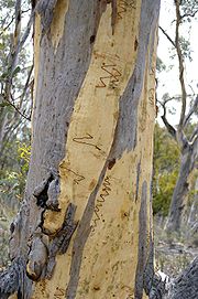 Eucalyptus haemastoma bark.jpg