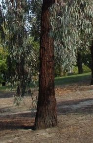 Eucalyptus sideroxylon - bark.jpg