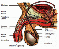 Penis Anatomy2.gif