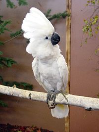 Umbrella Cockatoo (Cacatua alba) -on branch.jpg