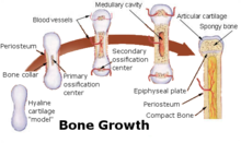 Bone growth.png