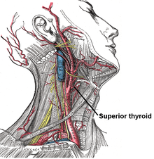 Superior thyroid.PNG