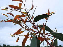 Eucalyptus pauciflora young leaves.jpg