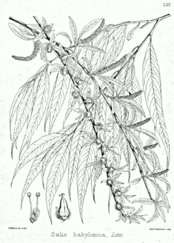 Salix babylonica Bra59.png