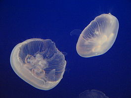 Ушастая медуза (Aurelia aurita)
