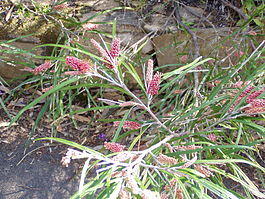 Grevillea aspleniifolia. Общий вид растения
