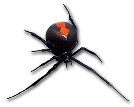 Красноспинный паук