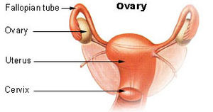Illu ovaryb.jpg