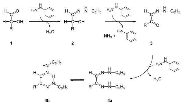 Механизм реакции α-гидроксикарбонильных соединений (в том числе кетоальдоз и альдокетоз) с арилгидразинами.