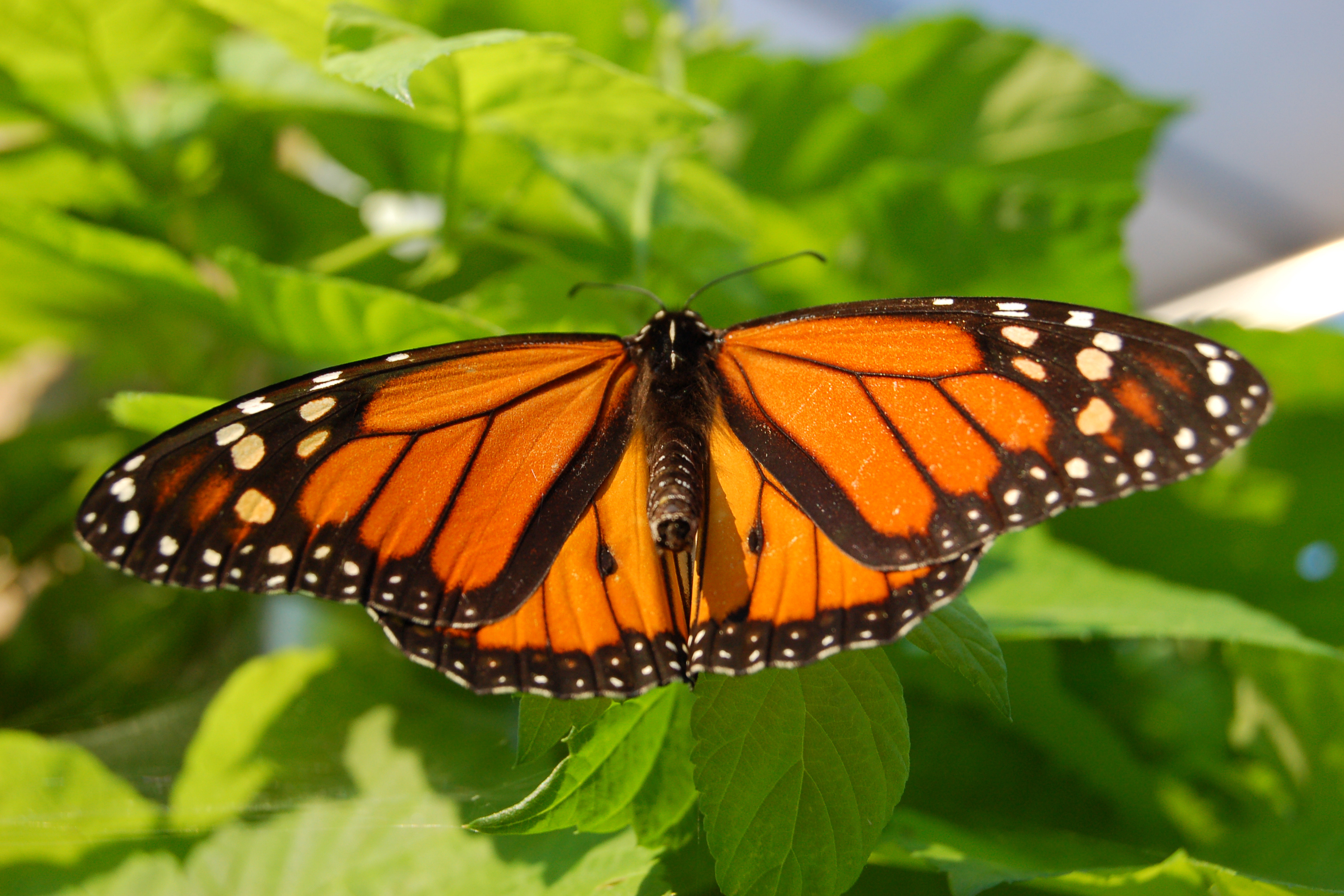 природа насекомое бабочка монарх бесплатно